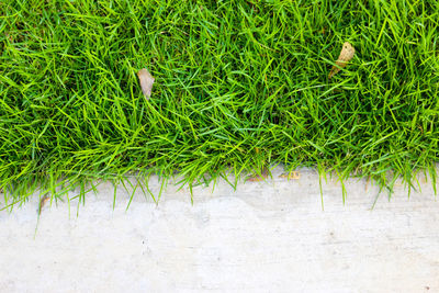 High angle view of fresh green grass in field