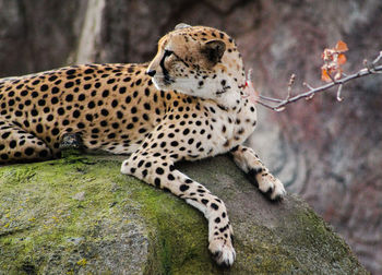 View of a cheetah on rock