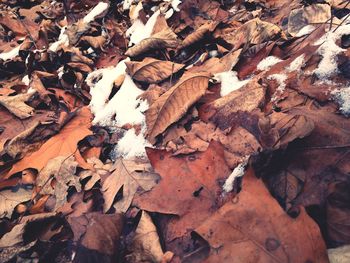 High angle view of autumn leaves on snow