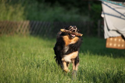 View of a dog on field