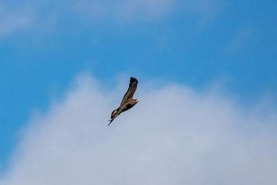 Low angle view of buzzard flying in sky