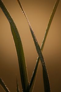 Close-up of fresh green leaf