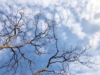 Low angle view of bare tree against sky