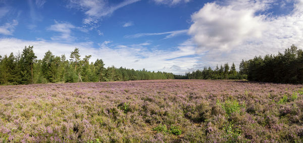Scenic view of field against sky
