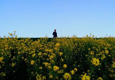 Man walking in yellow flowers field against clear blue sky