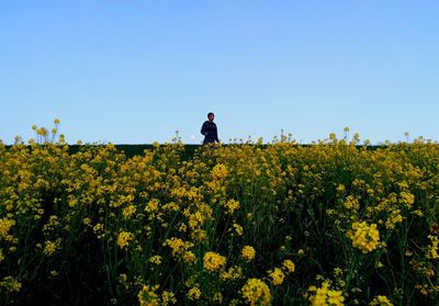 Scenic view of field against clear sky