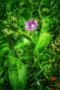 Close-up of purple flower blooming outdoors