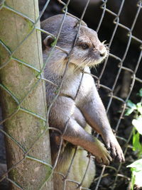 Close-up of otter behind fence