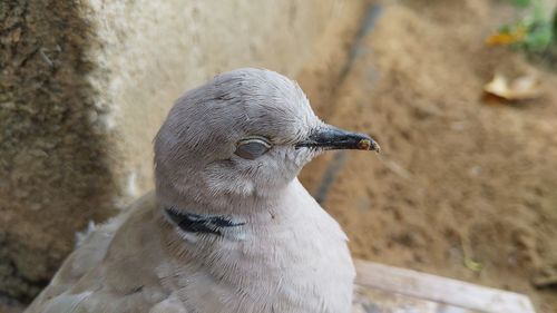 Close-up of bird