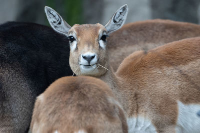 Portrait of deer at zoo