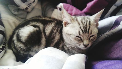 Close-up portrait of cat relaxing on bed