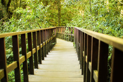 Wooden footbridge in forest