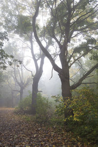 Trees in forest