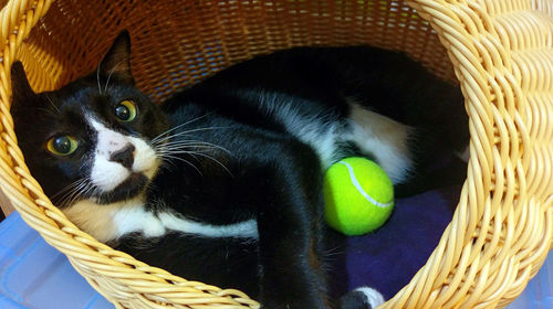 Portrait of cat relaxing in basket