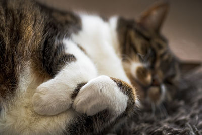 Close-up of cat sleeping