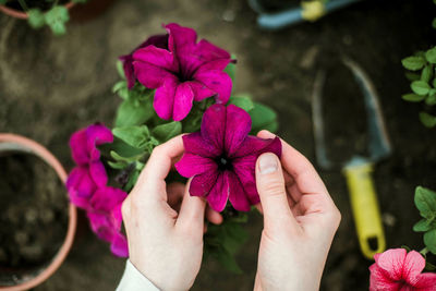 Cropped hand of woman holding flower