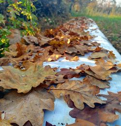 Close-up of leaves in autumn