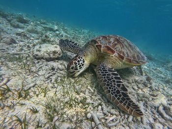 Great green sea turtle grazing on the seabed