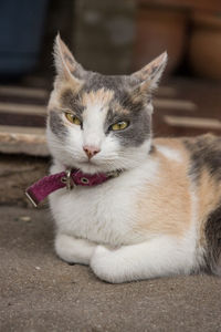 Portrait of cat relaxing outdoors