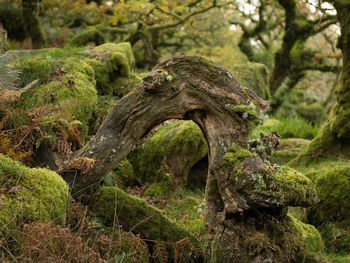 Close-up of moss on tree trunk