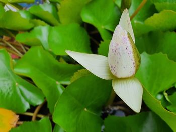 Close-up of lotus water lily in plant