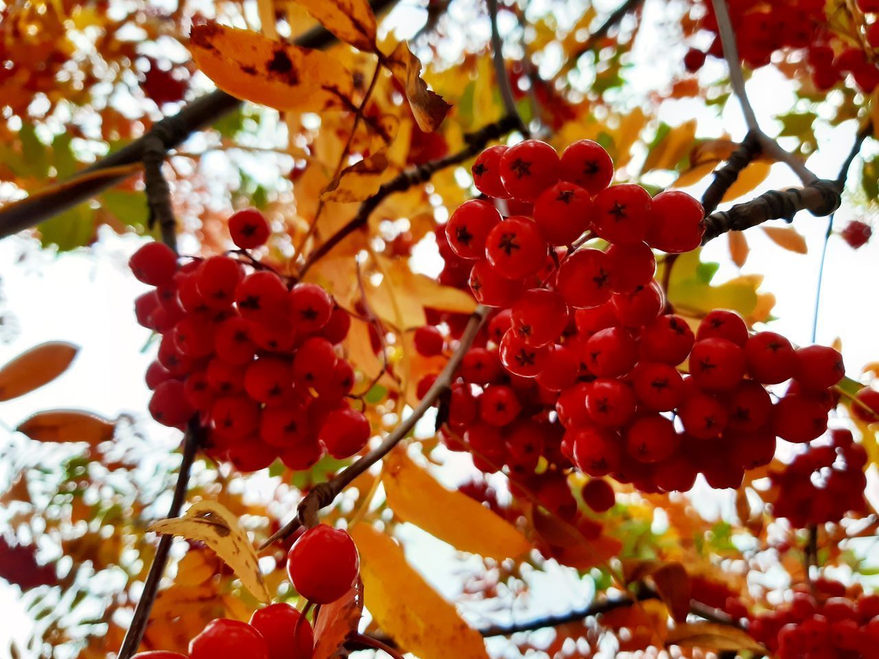 LOW ANGLE VIEW OF CHERRIES ON TREE