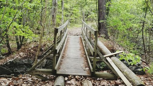 Railroad track in forest