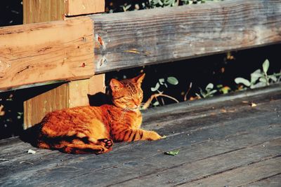 Cat lying down on wooden floor on a sunny day