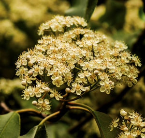 Close-up of white flowers