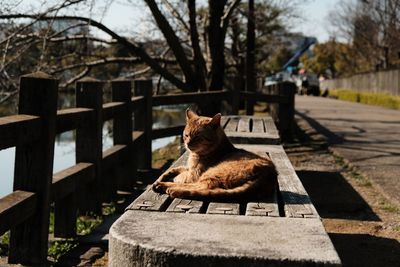 Cat on bench 
