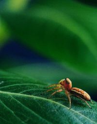 Close-up of spider