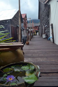 Potted plants by water