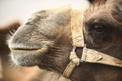 Close-up of camel with bridle