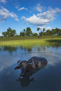 Buffaloes having bath in the canal. khulnai, bangladesh.