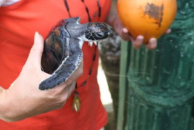 Midsection of zoo keeper carrying turtle