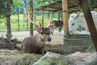 Deer in a forest