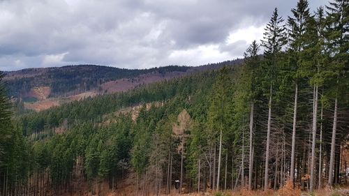 Scenic view of forest against sky