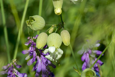 Close-up of purple flowering plant