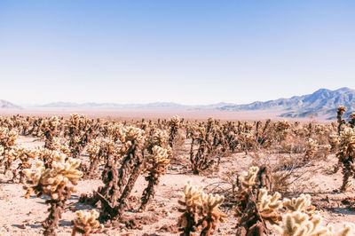 Scenic view of landscape against clear sky