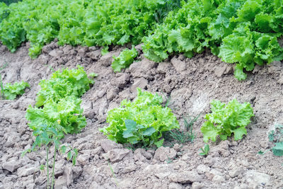 High angle view of vegetables growing on field