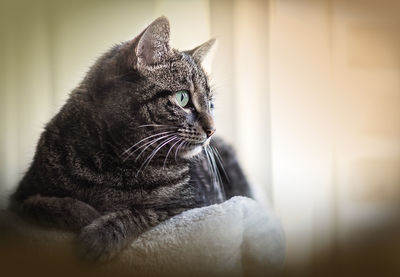 Close-up of a cat looking away