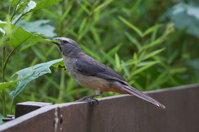 Close-up of bird perching on railing
