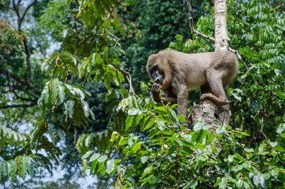 View of a drill monkey on tree