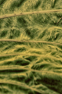 Full frame shot of agricultural field