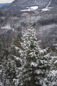 Frozen trees on landscape