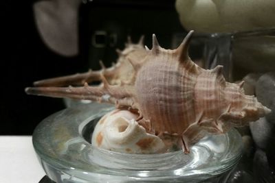 Close-up of animal shell