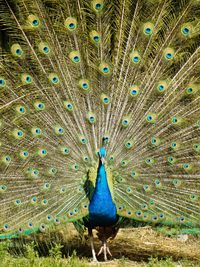 Close-up of peacock