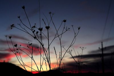 Low angle view of silhouette plants on field against sky at sunset