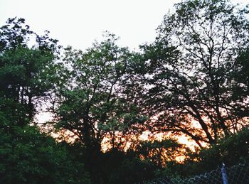 Low angle view of trees against sky