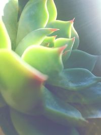 Close-up of cactus flower